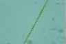 Sphaerozosma