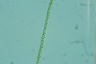 Sphaerozosma