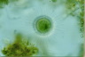 Acanthocystis