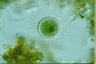 Acanthocystis