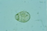 Centropyxiella