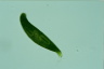 Euglena spirogyra