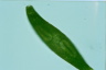 Euglena spirogyra