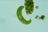 Euglena spirogyra