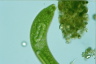 Euglena spirogyra