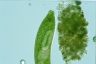 Euglena spirogyra