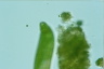 Euglena spirogyra