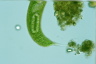 Euglena spirogyra