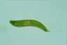 Euglena spirogyra