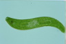 Euglena spirogyra