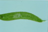 Euglena spirogyra