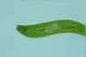 Euglena spirogyra