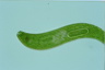 Euglena spirogyra