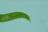 Euglena spirogyra