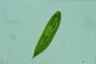 Euglena spirogyra