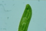 Euglena spirogyra