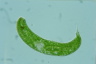 Euglena spirogyra