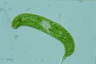 Euglena spirogyra