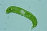 Euglena spirogyra