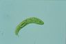 Euglena spirogyra