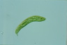 Euglena spirogyra