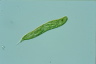 Euglena spirogyra