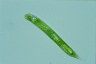 Euglena oxyuris