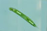 Euglena oxyuris