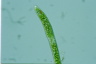 Euglena ehrenbergii