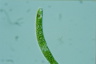 Euglena ehrenbergii