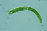 Euglena ehrenbergii