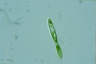 Euglena spirogyra