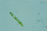 Euglena spirogyra