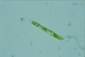 Euglena spirogyra