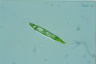 Euglena spirogyra