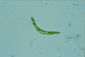 Euglena spirogyra