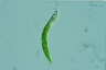 Euglena mutabilis