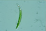 Euglena mutabilis