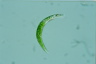 Euglena mutabilis