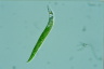 Euglena mutabilis