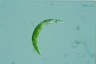 Euglena mutabilis