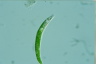 Euglena mutabilis