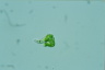 Euglena mutabilis