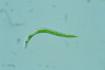 Euglena mutabilis