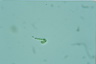 Euglena mutabilis