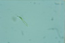 Euglena mutabilis