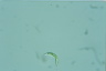 Euglena mutabilis