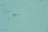 Euglena mutabilis