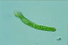 Euglena deses