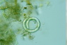 Ophiocytium bicuspidatum